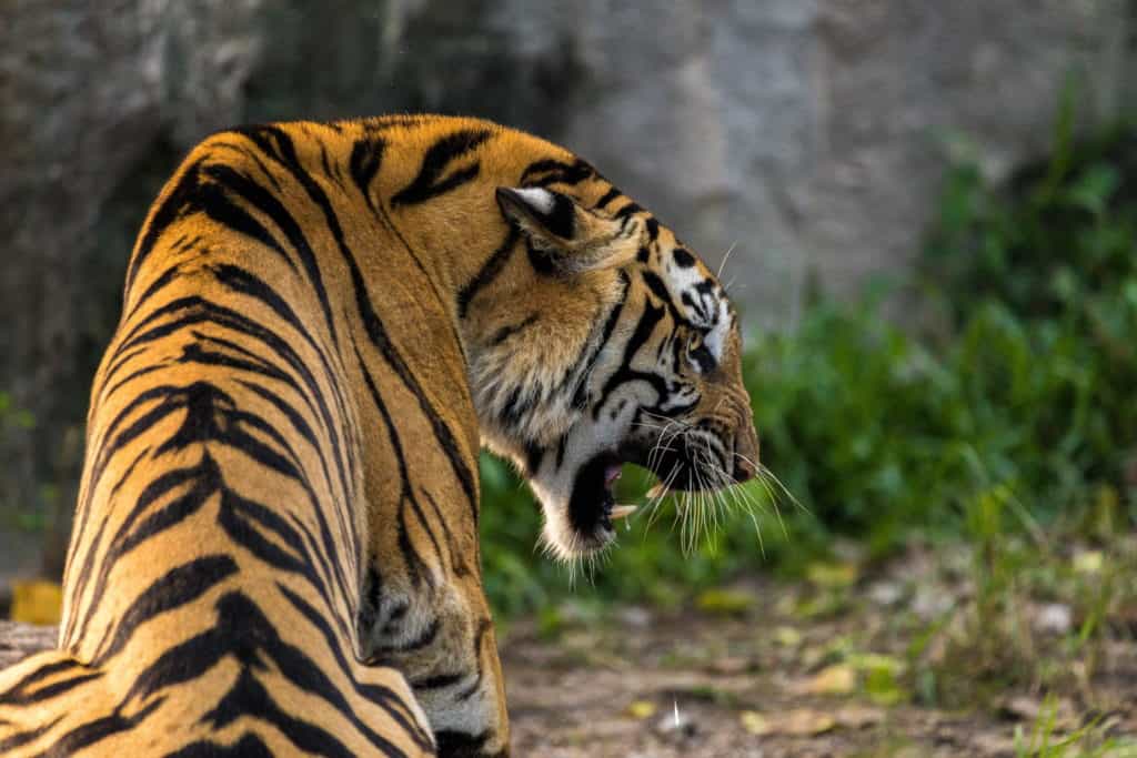 A surviving fierce tiger ready to defend itself in the jungle