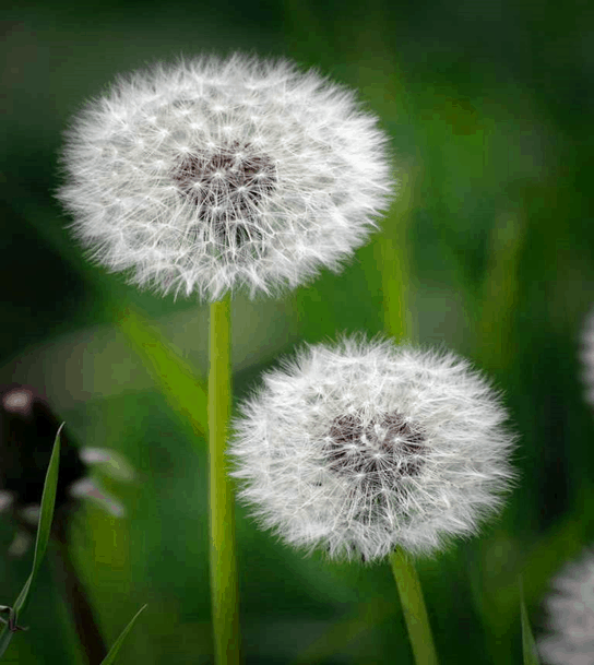 A beautiful Groundsel flower blossom shows the harmonious manifestation of nature